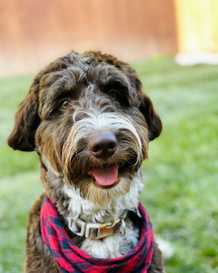 Entry image for Milo. Clicking this image will show a larger photo