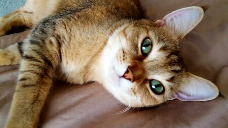 Entry image for Cassie. Clicking this image will show a larger photo