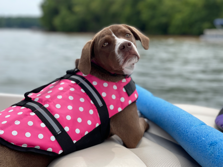 Entry image for Frankie Banana. Clicking this image will show a larger photo