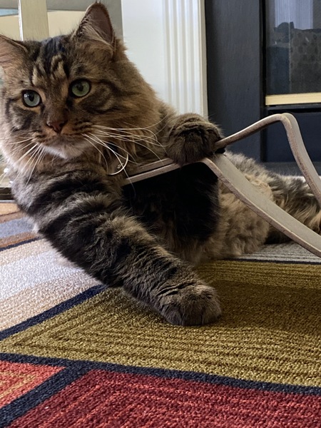 Entry image for Stevie. Clicking this image will show a larger photo