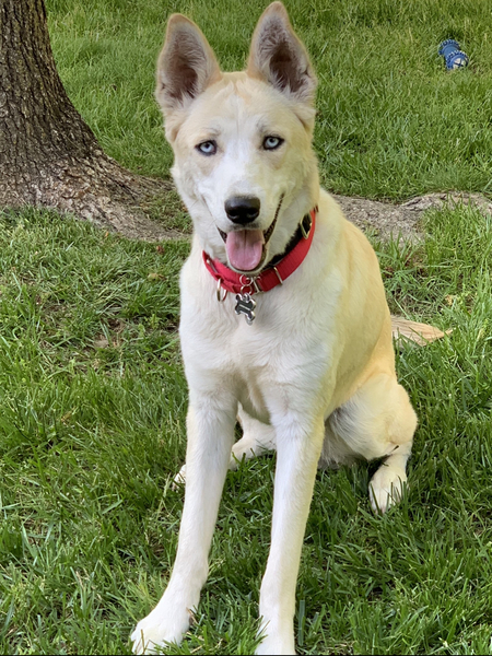 Entry image for Jazper. Clicking this image will show a larger photo