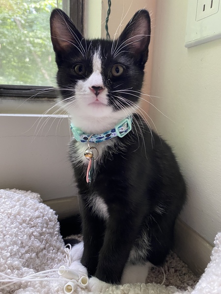 Entry image for Puku. Clicking this image will show a larger photo