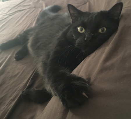 Entry image for Furby . Clicking this image will show a larger photo