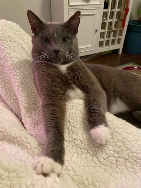 Entry image for Oliver. Clicking this image will show a larger photo