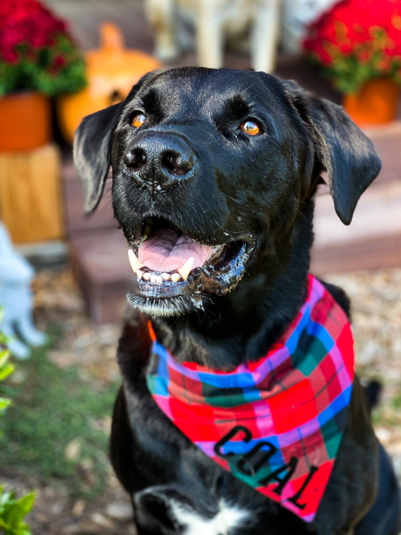 Entry image for Coal. Clicking this image will show a larger photo