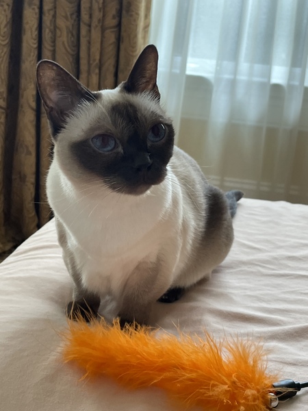 Entry image for Bijou. Clicking this image will show a larger photo