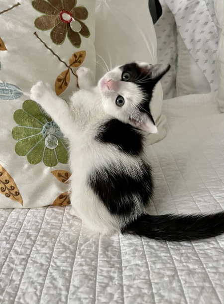 Entry image for Ned. Clicking this image will show a larger photo