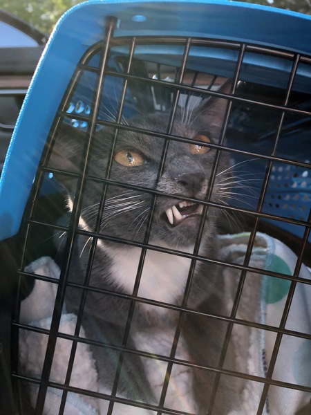 Entry image for Chad. Clicking this image will show a larger photo