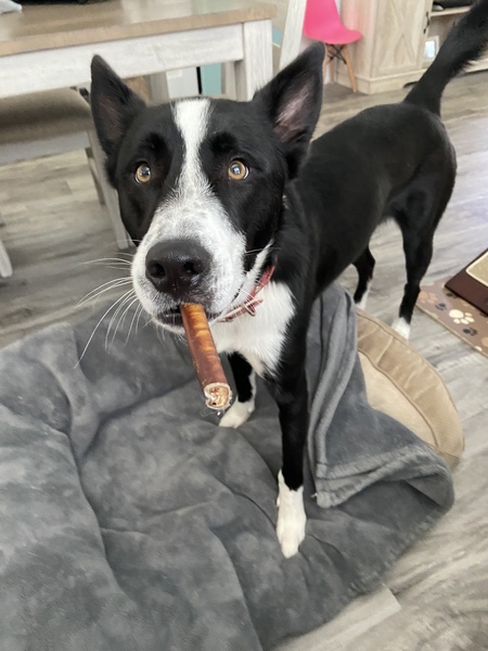 Entry image for Frankie. Clicking this image will show a larger photo