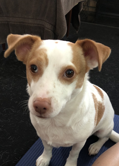 Entry image for MoonPie. Clicking this image will show a larger photo