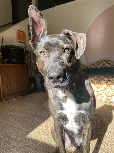 Entry image for Kona. Clicking this image will show a larger photo