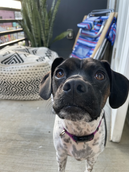 Entry image for Willa. Clicking this image will show a larger photo