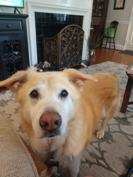 Entry image for Blondie McCloskey. Clicking this image will show a larger photo