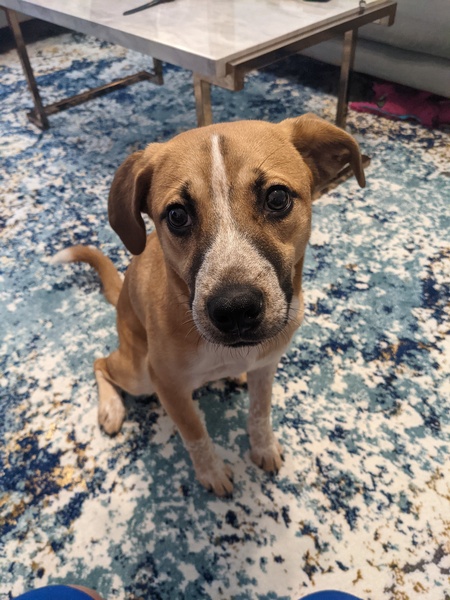 Entry image for Nutmeg. Clicking this image will show a larger photo