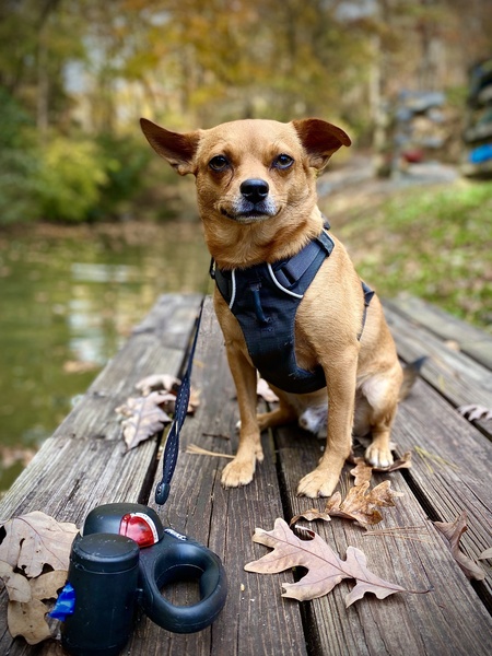 Entry image for Taco. Clicking this image will show a larger photo