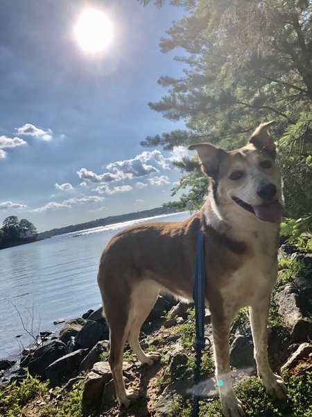 Entry image for Willa. Clicking this image will show a larger photo