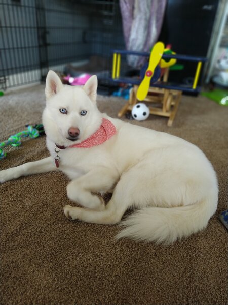 Entry image for Luna. Clicking this image will show a larger photo