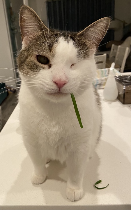 Entry image for One-Eyed Willy. Clicking this image will show a larger photo