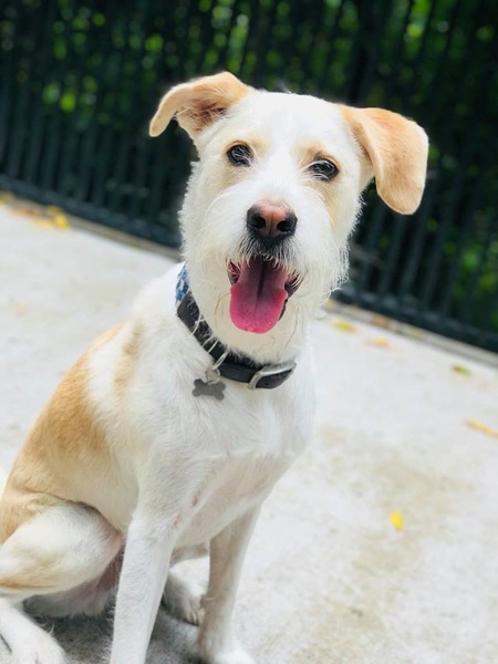 Entry image for Lenny. Clicking this image will show a larger photo