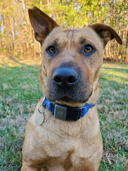 Entry image for Atlas. Clicking this image will show a larger photo