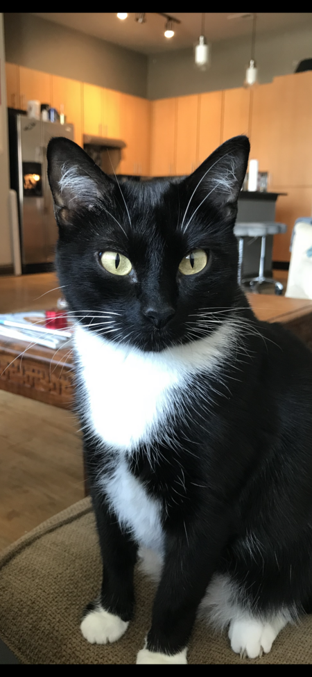 Entry image for Abbey. Clicking this image will show a larger photo