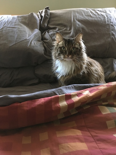 Entry image for Morti. Clicking this image will show a larger photo