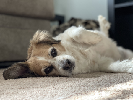 Entry image for Matilda. Clicking this image will show a larger photo