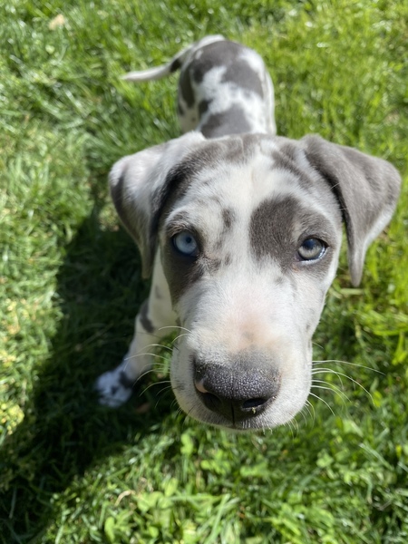 Entry image for Daisy. Clicking this image will show a larger photo