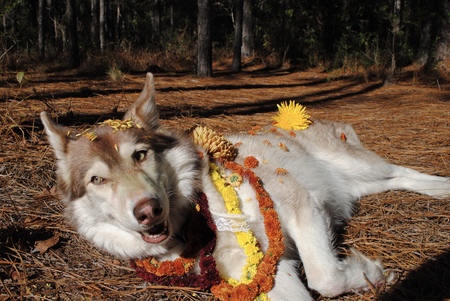 Entry image for Sasha. Clicking this image will show a larger photo