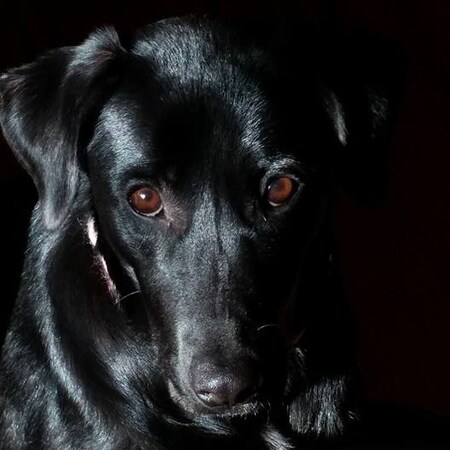 Entry image for Evie. Clicking this image will show a larger photo