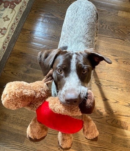 Entry image for Coco. Clicking this image will show a larger photo