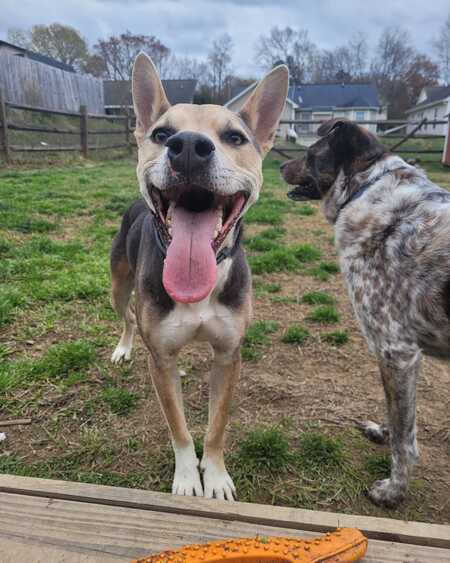 Entry image for Finley. Clicking this image will show a larger photo