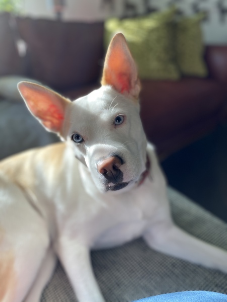 Entry image for Sammy Sam. Clicking this image will show a larger photo