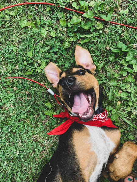 Entry image for Merle. Clicking this image will show a larger photo