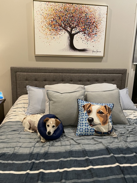 Entry image for Mo. Clicking this image will show a larger photo