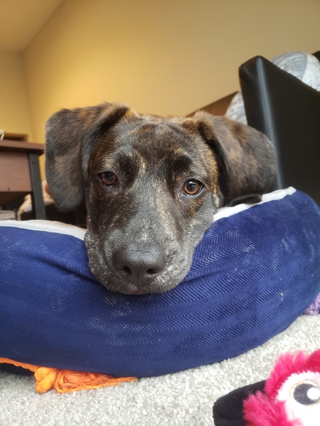 Entry image for Beckham . Clicking this image will show a larger photo