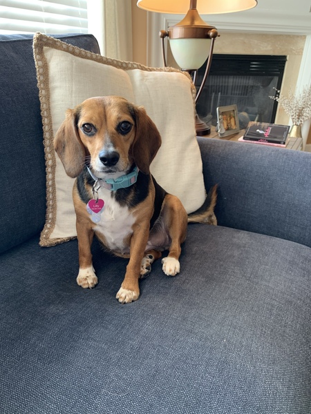 Entry image for Lilly. Clicking this image will show a larger photo