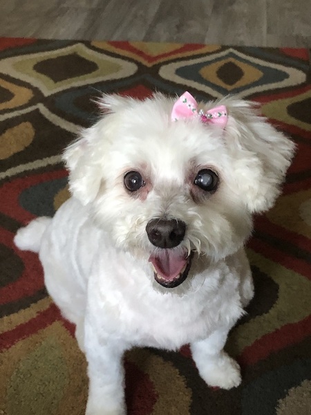 Entry image for Pixie. Clicking this image will show a larger photo