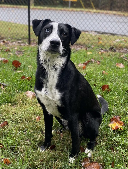 Entry image for Zeke. Clicking this image will show a larger photo