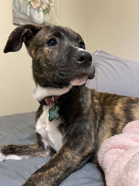 Entry image for Melo. Clicking this image will show a larger photo