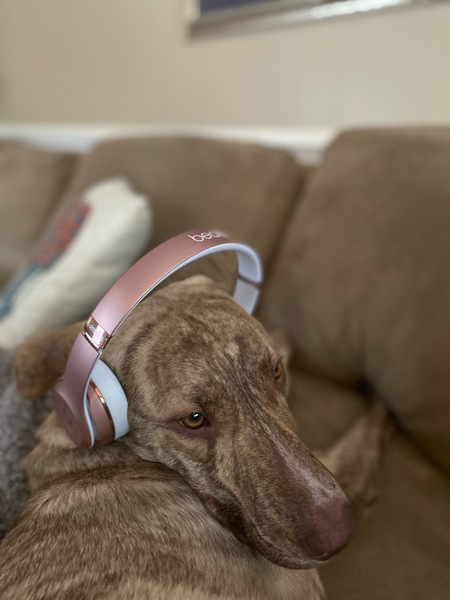 Entry image for Rusty. Clicking this image will show a larger photo