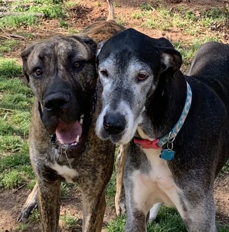 Entry image for Ellie&Ollie. Clicking this image will show a larger photo