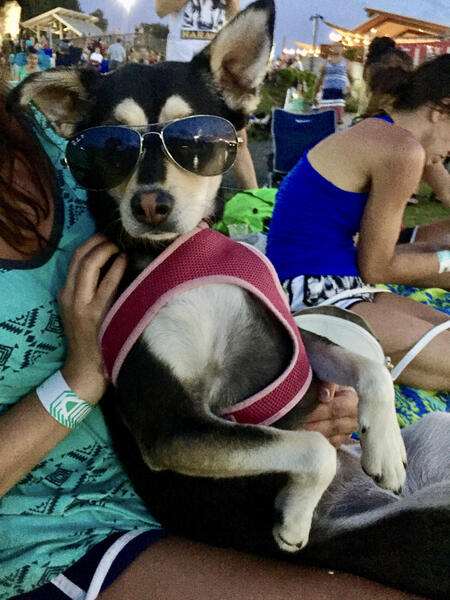 Entry image for Yogi. Clicking this image will show a larger photo