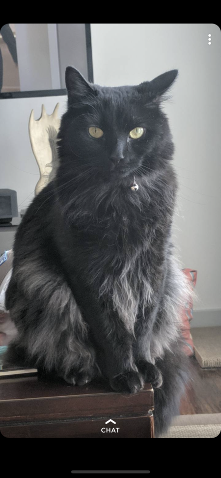 Entry image for Rebel. Clicking this image will show a larger photo