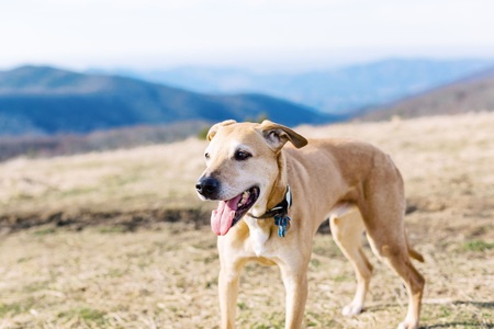 Entry image for Cider. Clicking this image will show a larger photo