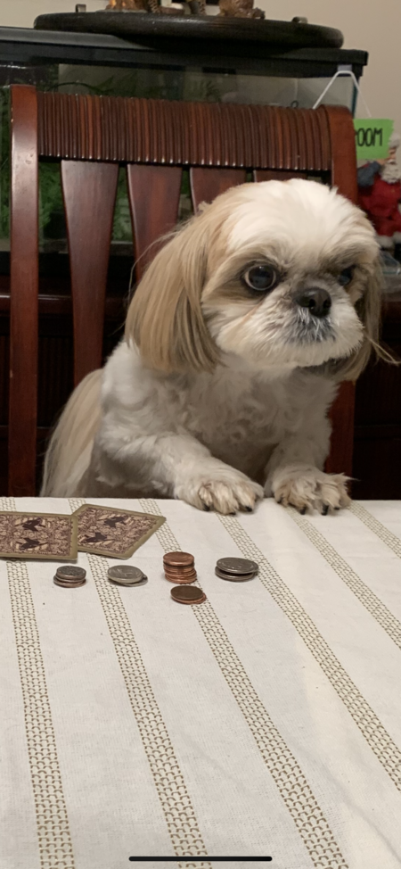 Entry image for Ollie.  —Poker Face!. Clicking this image will show a larger photo