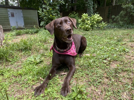 Entry image for Nala. Clicking this image will show a larger photo