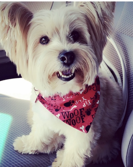 Entry image for Brinkley. Clicking this image will show a larger photo