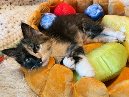 Entry image for Frankie. Clicking this image will show a larger photo