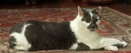 Entry image for Baby Nub. Clicking this image will show a larger photo